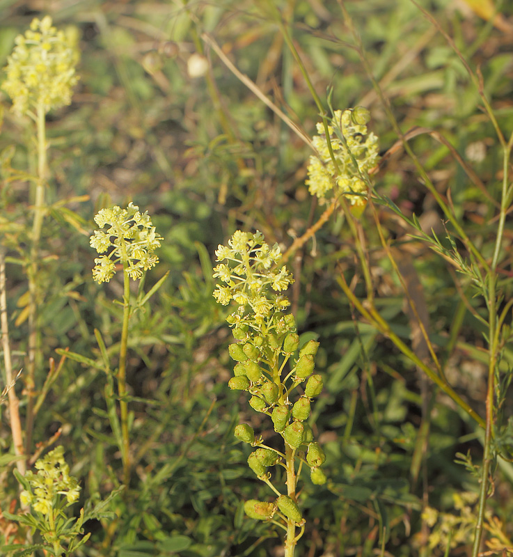 Gul Reseda, Reseda lutea er vrtsplante for Grnbroget Hvidvinge, Pontia edusa. Hvblege, Mn, Danmark d. 3 august 2019. Fotograf; Lars Andersen