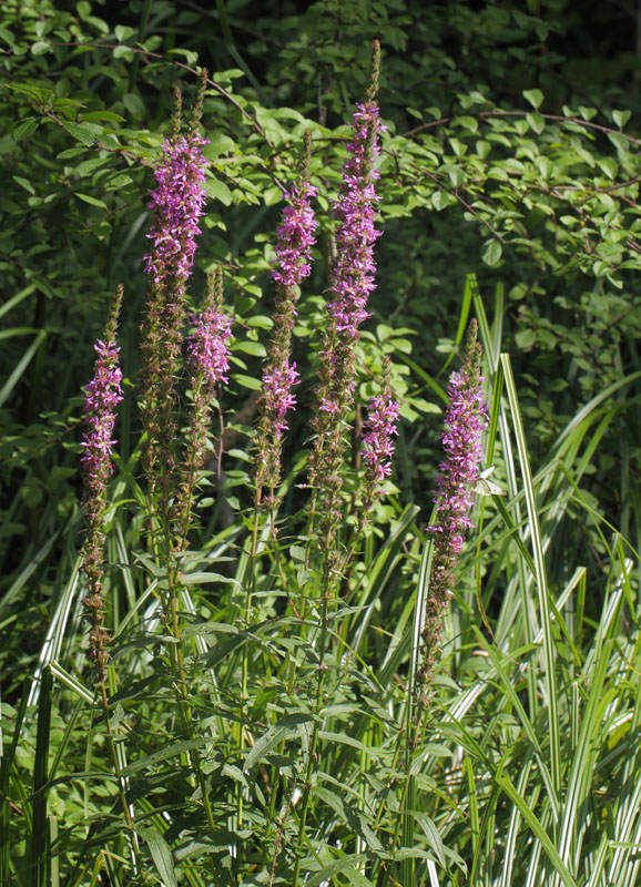 Kattehale, Lythrum salicaria. Snders, Vrlse, Nordsjlland d. 9 august 2019. Fotograf; Lars Andersen