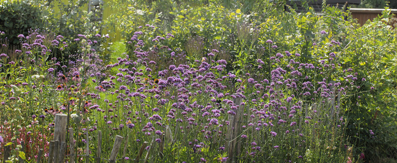 Tidselsommerfugl, Vanessa cardui p Kmpejernurt, Verbena bonariensis. Amager Flled kohaver, Amager d. 12 august 2019. Fotograf; Lars Andersen