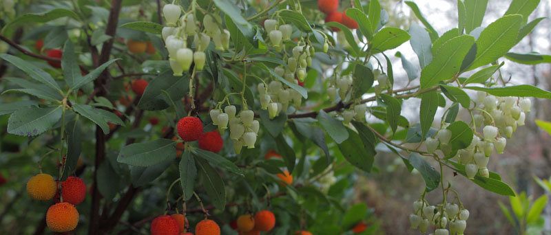 Jordbrtr, Arbutus unedo. Tisvildeleje, Nordsjllandd. 4 november 2019. Fotograf: Lars Andersen