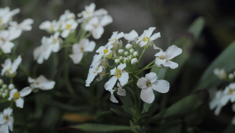 Almindelig Sljfeblomst, Iberis sempervirens. Botanisk Have, Kbenhavn, Danmark d. 5 november 2019. Fotograf; Lars Andersen