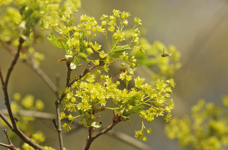 Spidsløn, Acer platanoides blomster. Arresødal, Nordsjælland d. 21 april 2019. Fotograf; Lars Andersen