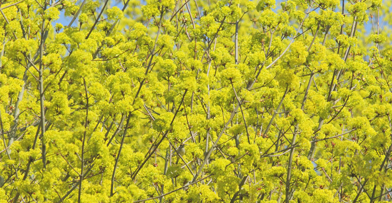 Spidsln, Acer platanoides blomster. Arresdal, Nordsjlland d. 22 april 2019. Fotograf; Lars Andersen