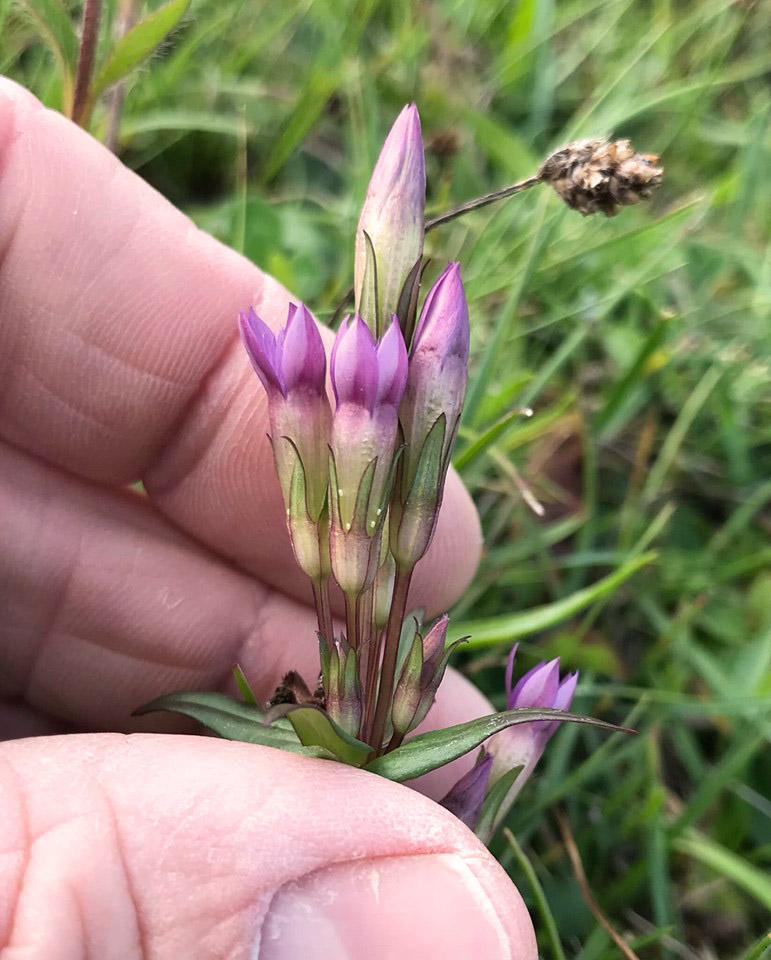 Smalbægeret Ensian, Gentiana amarella. Sårup Skrænten, Hanstholm, Thy d. 5 august 2019. Fotograf; Philip Hahn-Petersen