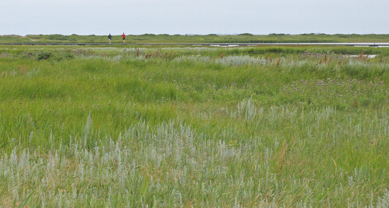 Ellinge Lyng, Odsherred, Danmark d. 14 juli 2019. Fotograf; Lars Andersen