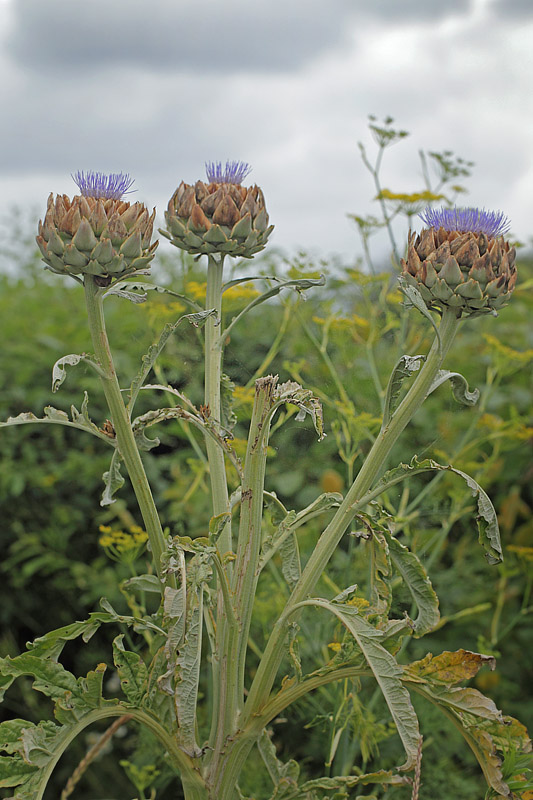 Artiskok, Cynara scolymus. kologiske Haver, Amager Flled, Amager d. 21 juli 2019. Fotograf; Lars Andersen