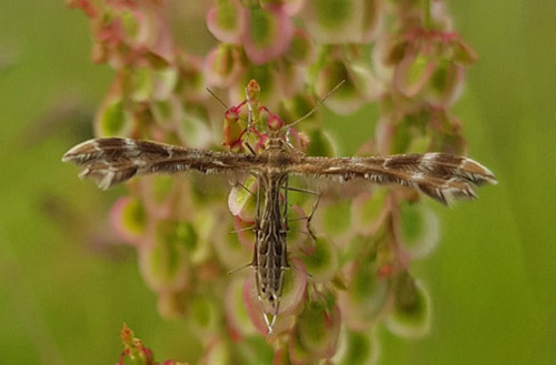 Crombrugghia (Oxyptilus) distans. Glostrup St. Nordsjlland d. 4 juni 2019. Fotograf; Anders N. Michaelsen