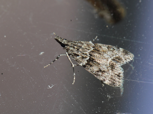 Scoparia basistrigalis. Refshaleøen, København, Nordsjælland d. 29 juli 2019. Fotograf; Lars Andersen
