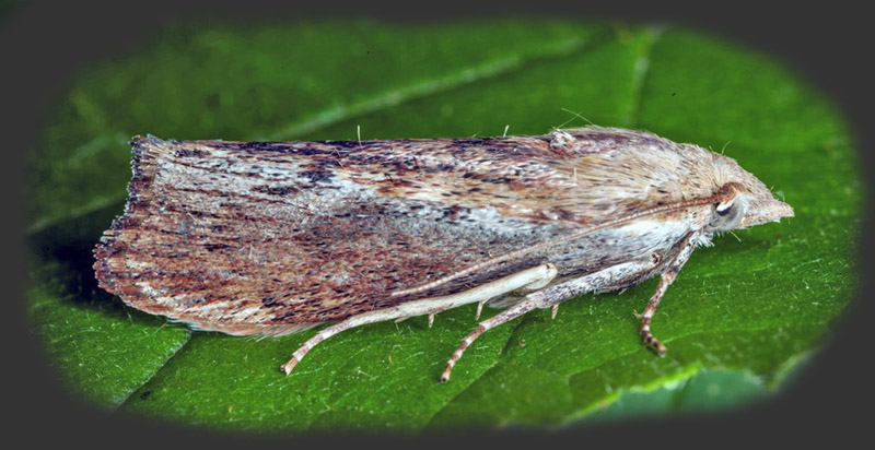 Stort Melml, Pyralis farinalis hun,  Tranum Klitplantage indendrs i kkken, Danmark d. 21/8 2012. Fotograf: Lars Andersen