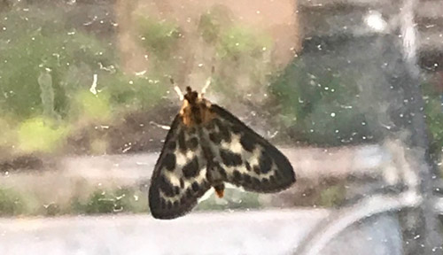 Nældehalvmøl, Anania hortulata (Linnaeus, 1758).Frieslandet, Amager d. 29 maj 2019. Fotograf; Louise Brüel Flagstad