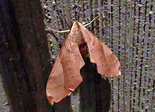 Two-lined Velvet Hawkmoth, Clanis bilineata (Walker, 1866). Borup, Sjlland, Danmark d. 17 september 2019. Fotograf; Chrille Steinmeyer Knudsen