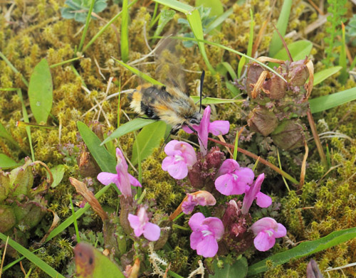 Smalrandet Humlebisvrmer, Hemaris tityus. Troldkrvej st for Skiveren, Danmark d. 10 juni 2019. Fotograf; Lars Andersen