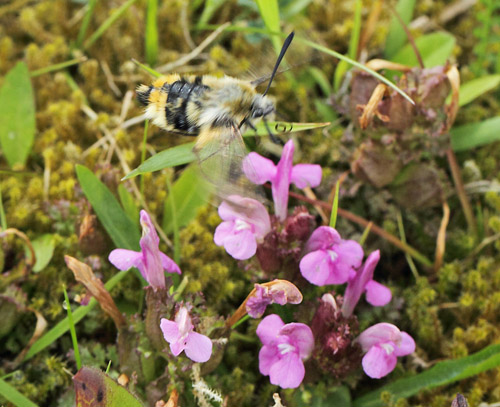 Smalrandet Humlebisvrmer, Hemaris tityus. Troldkrvej st for Skiveren, Danmark d. 10 juni 2019. Fotograf; Lars Andersen