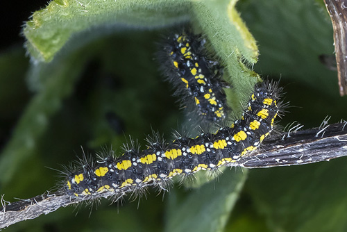 Jomfrubjrn, Callimorpha dominula (Linnaeus, 1758) p Kulsukker. Mrkv, Vestsjlland d. 17 marts 2019. Fotograf;  Knud Ellegaard