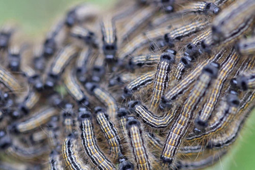 Ringspinder, Malacosoma neustria larver. Amager Fælled d. 28 april 2019. Fotograf; Birte Bentzen