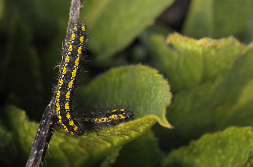 Jomfrubjrn, Callimorpha dominula (Linnaeus, 1758) p Kulsukker. Mrkv, Vestsjlland d. 17 marts 2019. Fotograf;  Lars Andersen