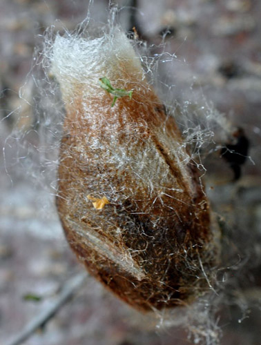 Lille Natpåfugleøje, Saturnia pavonia larver fra æglæggende hun. Melby Overdrev, Nordsjælland  d. 15 maj 2020. Fotograf; Bjørn Bauengaard