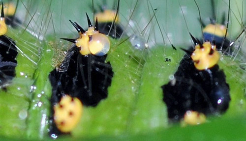 Lille Natpåfugleøje, Saturnia pavonia larver fra æglæggende hun. Melby Overdrev, Nordsjælland  d. 15 maj 2020. Fotograf; Bjørn Bauengaard