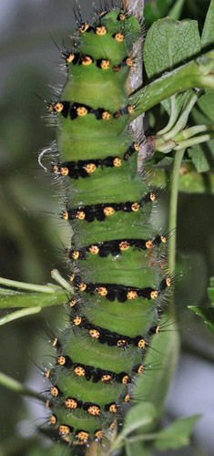 Lille Natpfugleje, Saturnia pavonia larver fra glggende hun. Melby Overdrev, Nordsjlland  d. 15 maj 2020. Fotograf; Bjrn Bauengaard