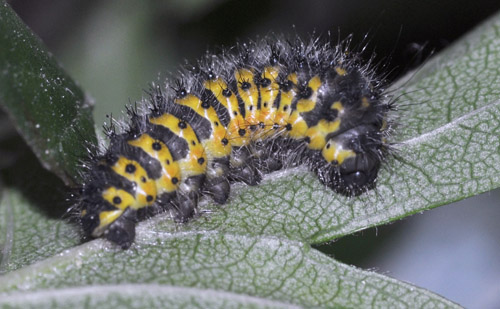 Lille Natpfugleje, Saturnia pavonia larver fra glggende hun. Melby Overdrev, Nordsjlland  d. 15 maj 2020. Fotograf; Bjrn Bauengaard