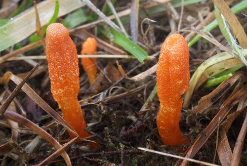 Puppe-Snyltekølle, Cordyceps militaris Dumpedalen, Birkerød d. 28 oktober 2019. Fotograf; Rasmus Riis Hansen
