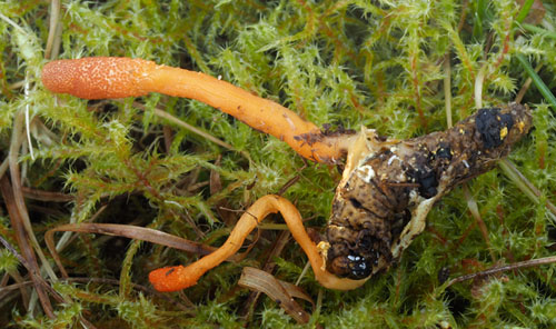 Puppe-Snyltekølle, Cordyceps militaris Dumpedalen, Birkerød d. 28 oktober 2019. Fotograf; Rasmus Riis Hansen