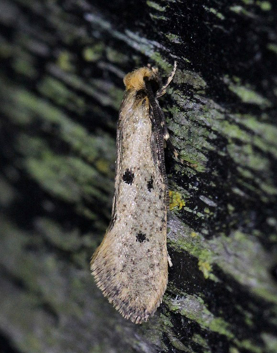 Trepunktredeml, Tinea trinotella. Bjerget, Lolland d. 11 juli 2019. Fotograf; Claus Grahndin