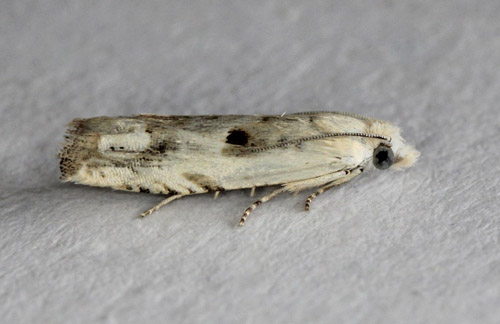 Havemalurtvikler, Eucosma lacteana. Bjerget, Lolland d. 15 juli 2019. Fotograf; Claus Grahndin