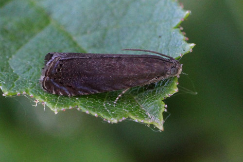 Hybenvikler, Grapholita tenebrosana. Gedser, Falster d. 2 juli 2019. Fotograf; Claus Grahndin