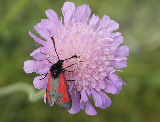 Pimpinelle-Kllesvrmer, Zygaena minos. Disbjerg og Bjergene, Odsherrred d. 18 juni 2019. Fotograf; Lars Andersen