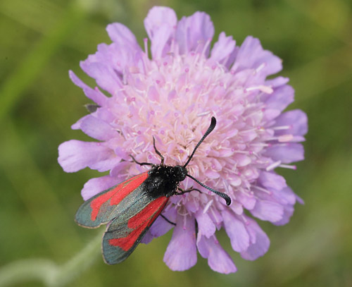 Pimpinelle-Kllesvrmer, Zygaena minos. Disbjerg og Bjergene, Odsherrred d. 18 juni 2019. Fotograf; Lars Andersen