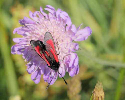 Pimpinelle-Kllesvrmer, Zygaena minos. Disbjerg og Bjergene, Odsherrred d. 18 juni 2019. Fotograf; Lars Andersen