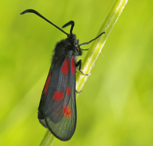 Lille Kllesvrmer, Zygaena viciae. Nrrevangssletten, Birkerd, Nordsjlland d. 21 juni 2019. Fotograf; Lars Andersen