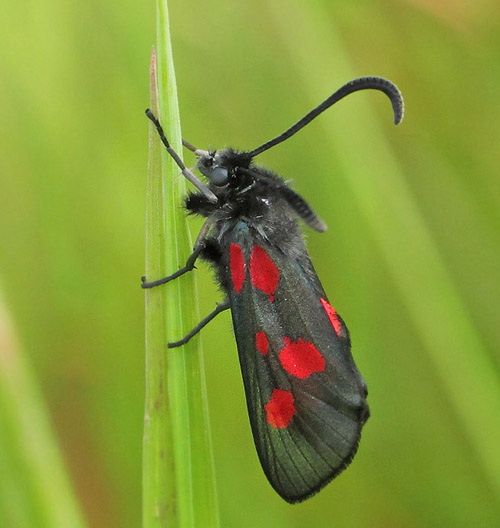 Lille Kllesvrmer, Zygaena viciae. Nrrevangssletten, Birkerd, Nordsjlland d. 21 juni 2019. Fotograf; Lars Andersen