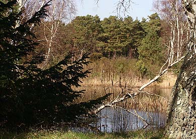 Asserbo Plantage. Nordsjlland. d. 5 april 2007. Fotograf: Lars Andersen