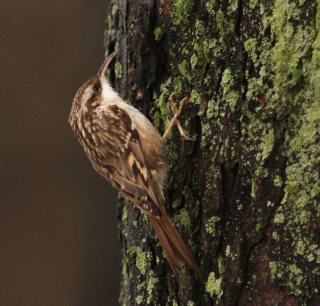 Korttået træløber (Certhia brachydactyla). Peblingesøen, Nørrebro, København N. d. 6 Januar 2008. Fotograf: Lars Andersen