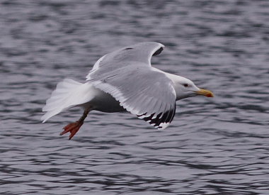 Kaspisk Måge (Larus cachinnans) med ringmærke: Va71. Peblingesøen, Nørrebro, København N. d. 6 Januar 2008. Fotograf: Lars Andersen