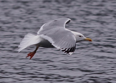 Kaspisk Mge (Larus cachinnans) med ringmrke: Va71. Peblingesen, Nrrebro, Kbenhavn N. d. 6 Januar 2008. Fotograf: Lars Andersen