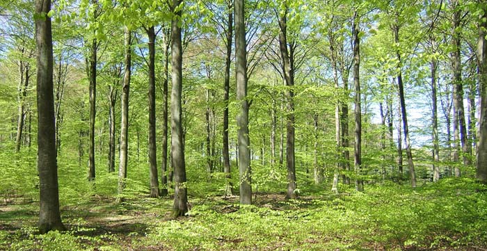 Bgen i Krageskov, Sjlland. Langs stien i grftekanten flyver Rdlig perlemorsommerfugl. d. 29 April 2007. Fotograf: Peter Mllmann