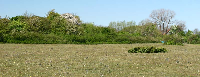 Vesterlyng, Vestsjlland. d. 4 Maj 2007. Fotograf: Lars Andersen