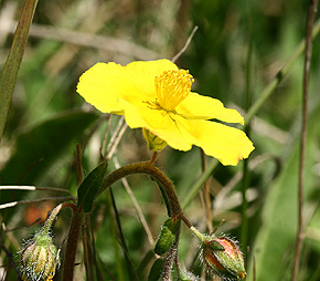 Bakke Soløje, Helianthemum nummularium ssp. obscurrum. Røsnæs, Vestsjælland. d. 4 Maj 2007. Fotograf: Lars Andersen