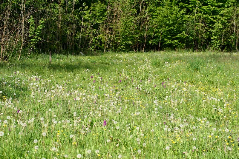 Eng med Majggeurt. Hamborgskov, Lolland. d. 20 Maj 2007. Fotograf: Lars Andersen