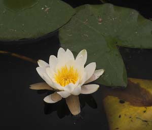 Hvid Nøkkerose, Nymhaea alba. Bøllemosen d. 5 juni 2007. Fotograf: Lars Andersen