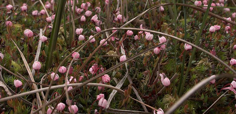 Tranebær, Vaccinium oxycoccos. Bøllemosen d. 5 juni 2007. Fotograf: Lars Andersen