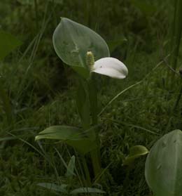 Kærmysse, Calla palustris. Bøllemosen d. 5 juni 2007. Fotograf: Lars Andersen