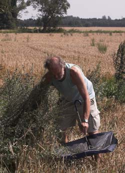 Her bankes med stok og paraply efter Malurt Htteugle, Cucullia artemisiae larve p Grbynke, Artemisia vulgaris. Fuglsang, Lolland d. 7 august 2007. Fotograf: Lars Andersen