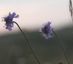 Vellugtende Skabiose, Scabiosa canescens. Diesebjerg, Veddinge bakker, Vestsjlland d. 4 august 2007. Fotograf: Lars Andersen