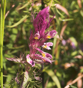 Ager-kohvede (Melampyrum arvense). Slangerup, Nordsjlland d. 13 august 2007. Fotograf: Lars Andersen