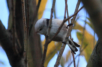 Nordlig Halemejse, Aegithalos caudatus ssp.: caudatus. Amager Fælled. d. 31 Oktober 2007. Fotograf: Lars Andersen