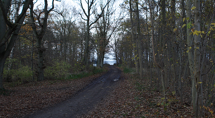 Lokalitet for Fjerdrager. Magleby Skov, Sjælland. 10 November 2007. Fotograf: Lars Andersen